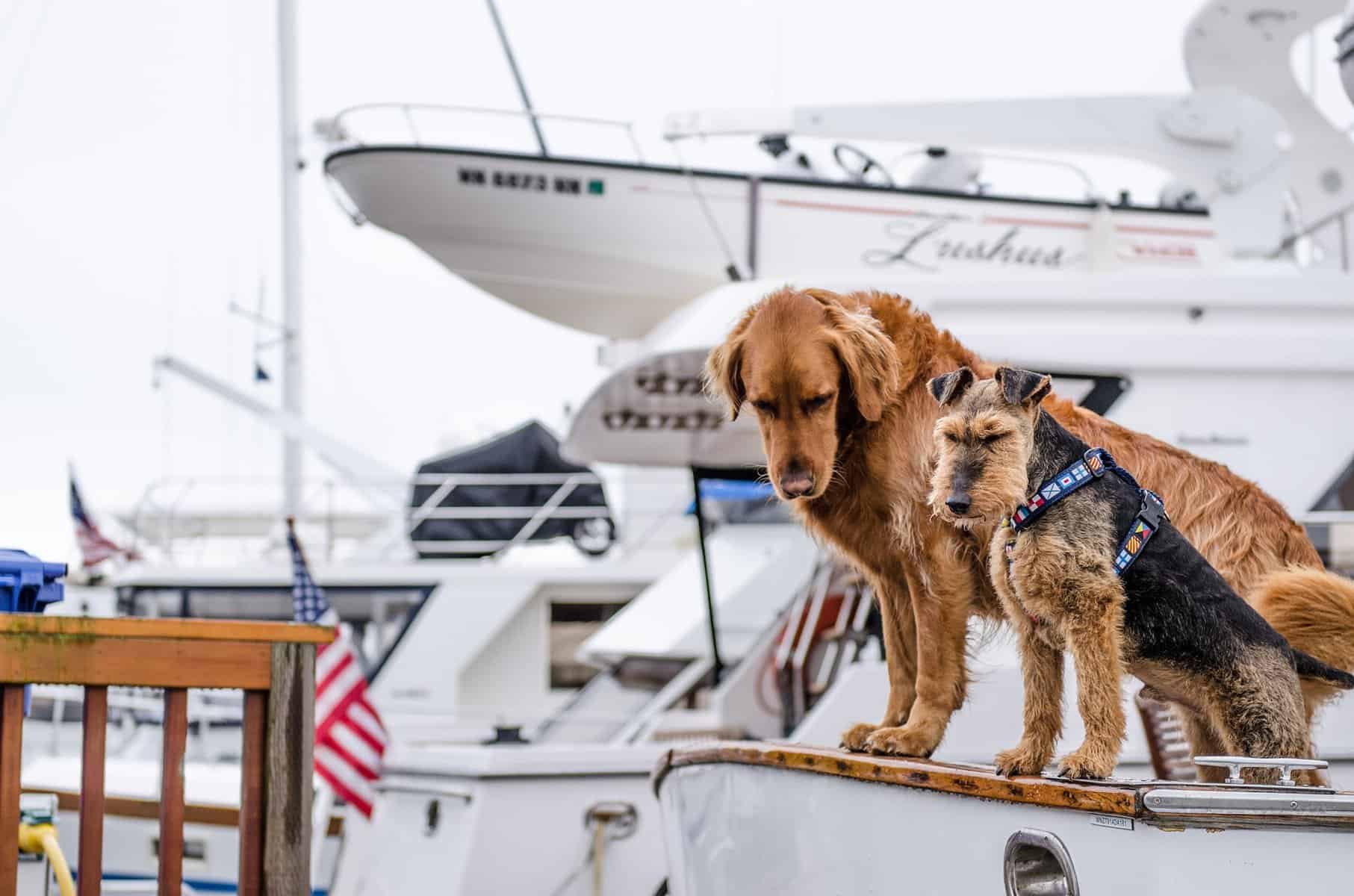 dogs on boats dogs on boats