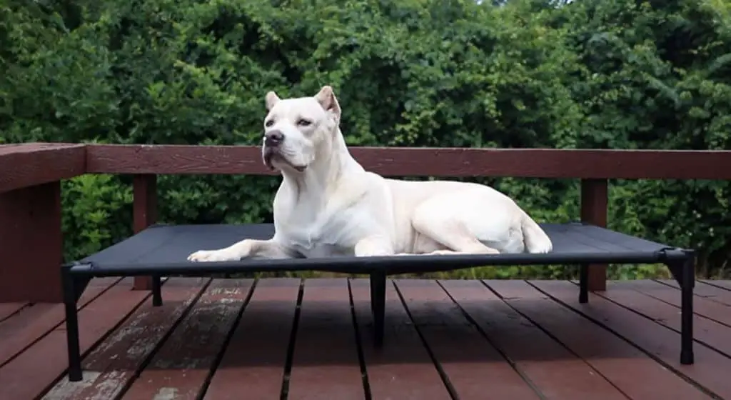 best boat dog beds