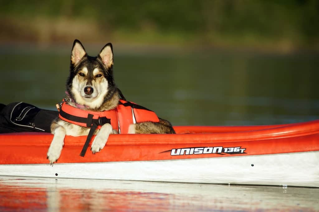 boat accessories for dogs
