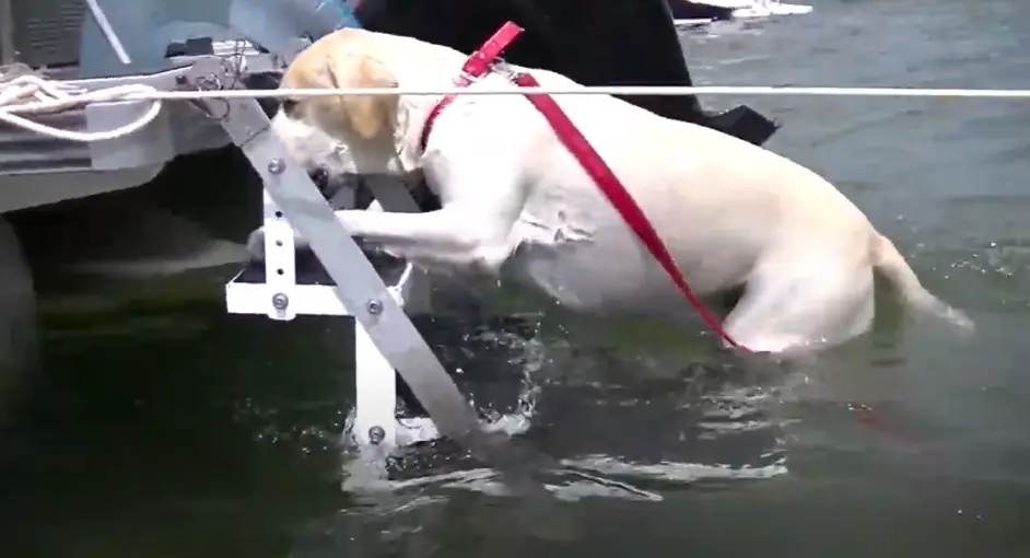 The Best Dog Boat Ladder and Ramp Buying Guide Pontooners