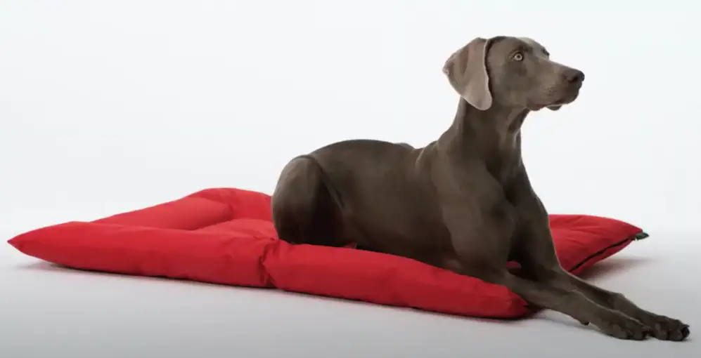 5 Best Boat Dog Beds to Keep Your Pup Comfy On Board Pontooners