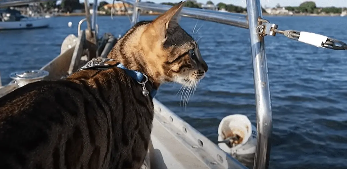 cat on a catamaran