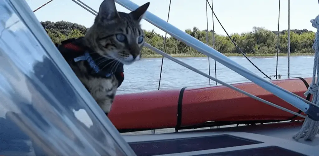 Boating with Cats Cruising and Living on a Boat with a Cat Pontooners