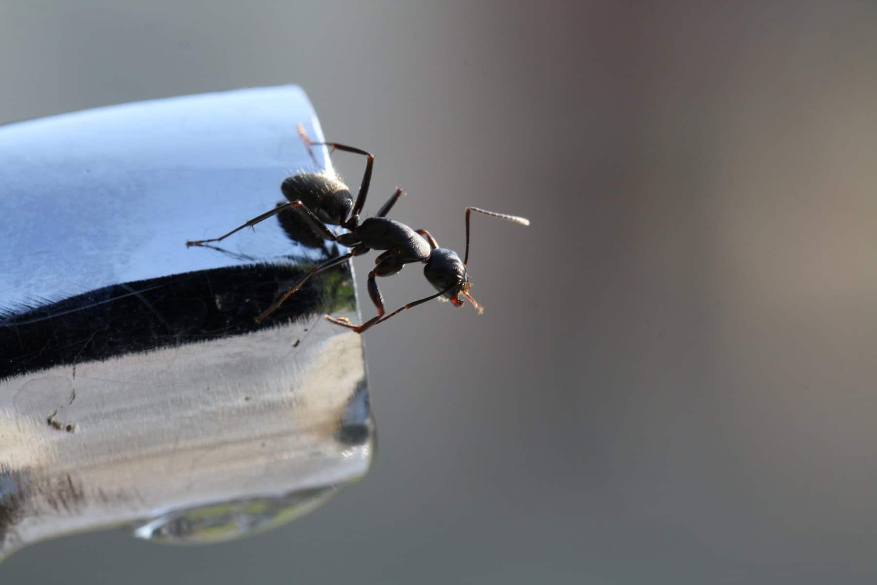 ant on boat ant on boat