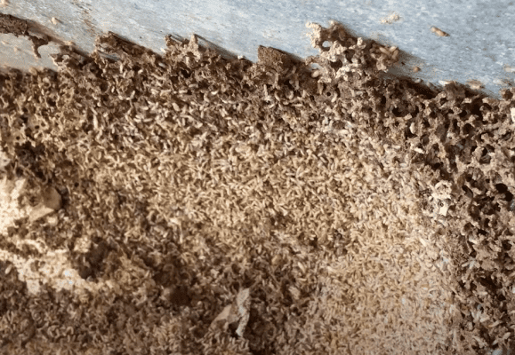 How to Get Rid of Termites on a Boat & Hull? - Pontooners