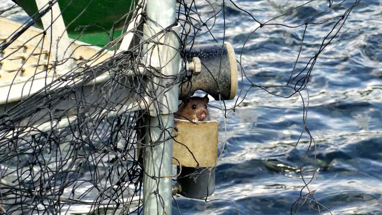 How to Keep Rats Off Your Boat (Mice & Other Rodents Too) Pontooners