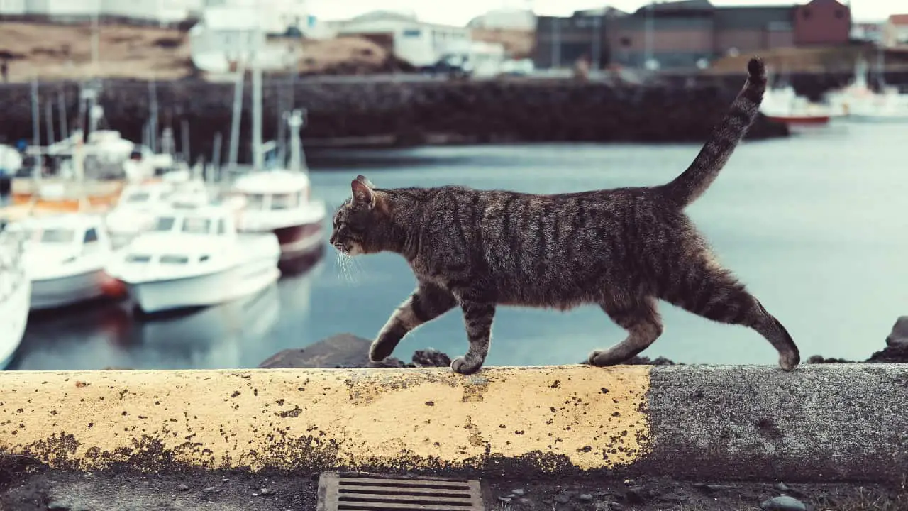 keep a cat around to catch rats and rodents on boats keep a cat around to catch rats and rodents on boats