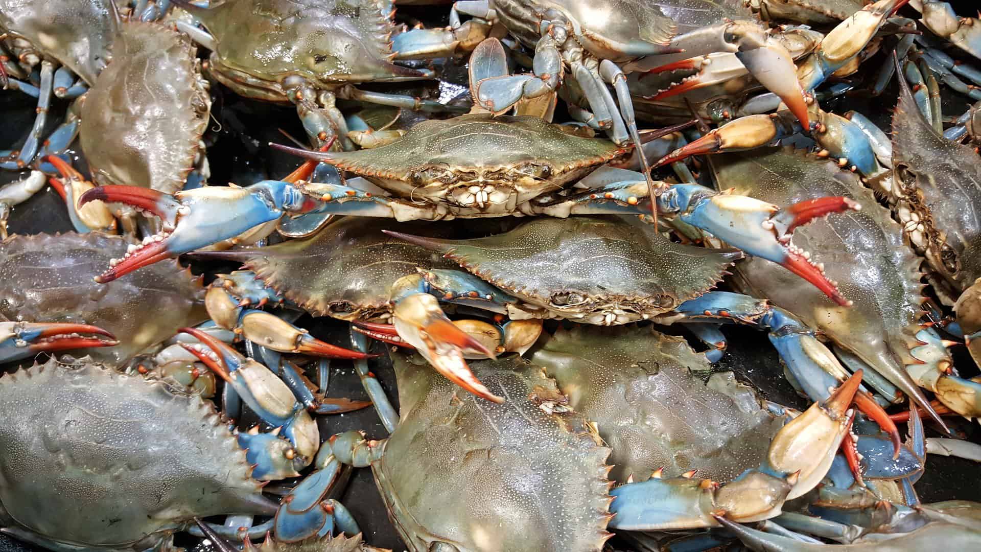 blue crab blue crab