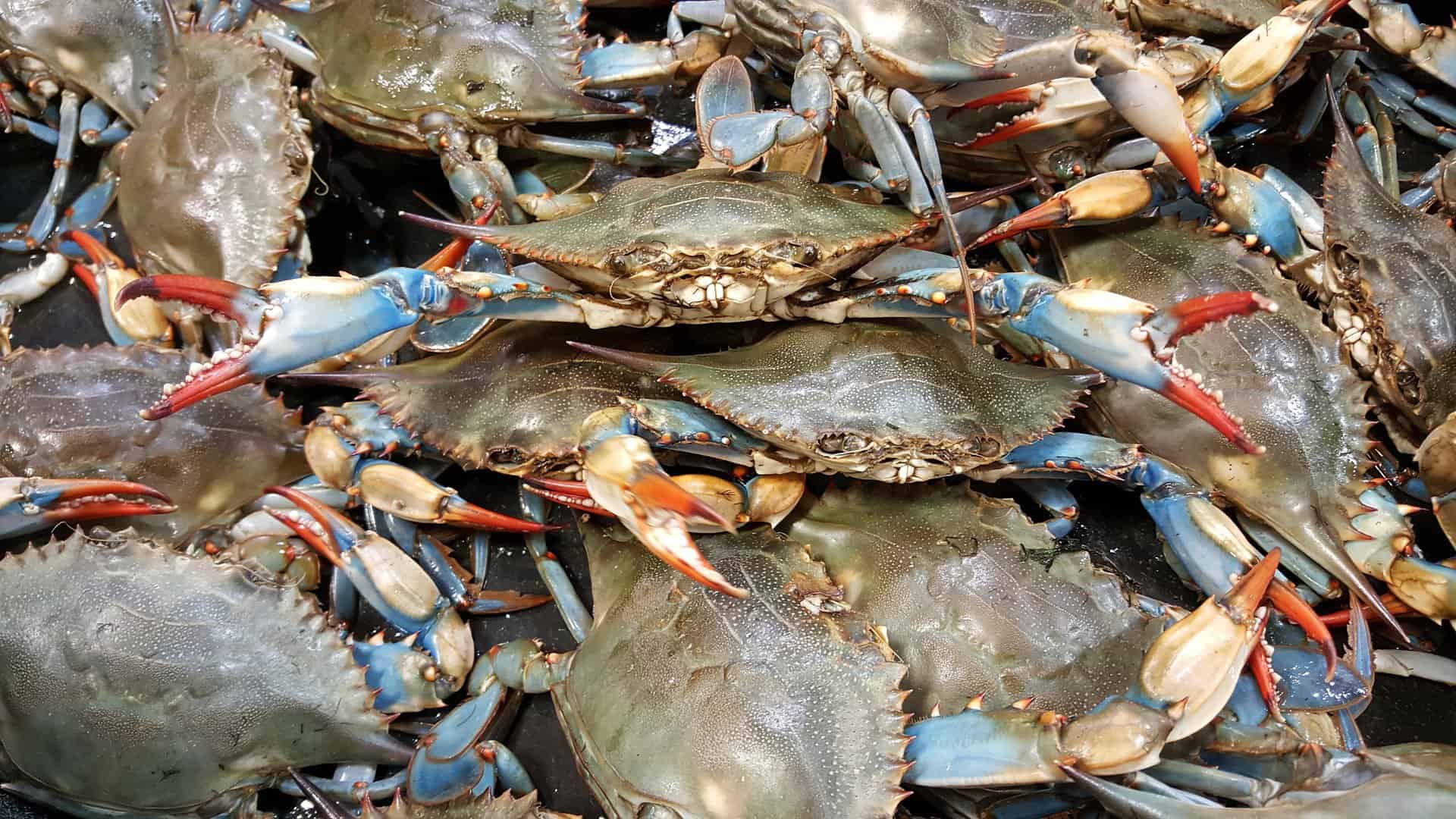 blue crab