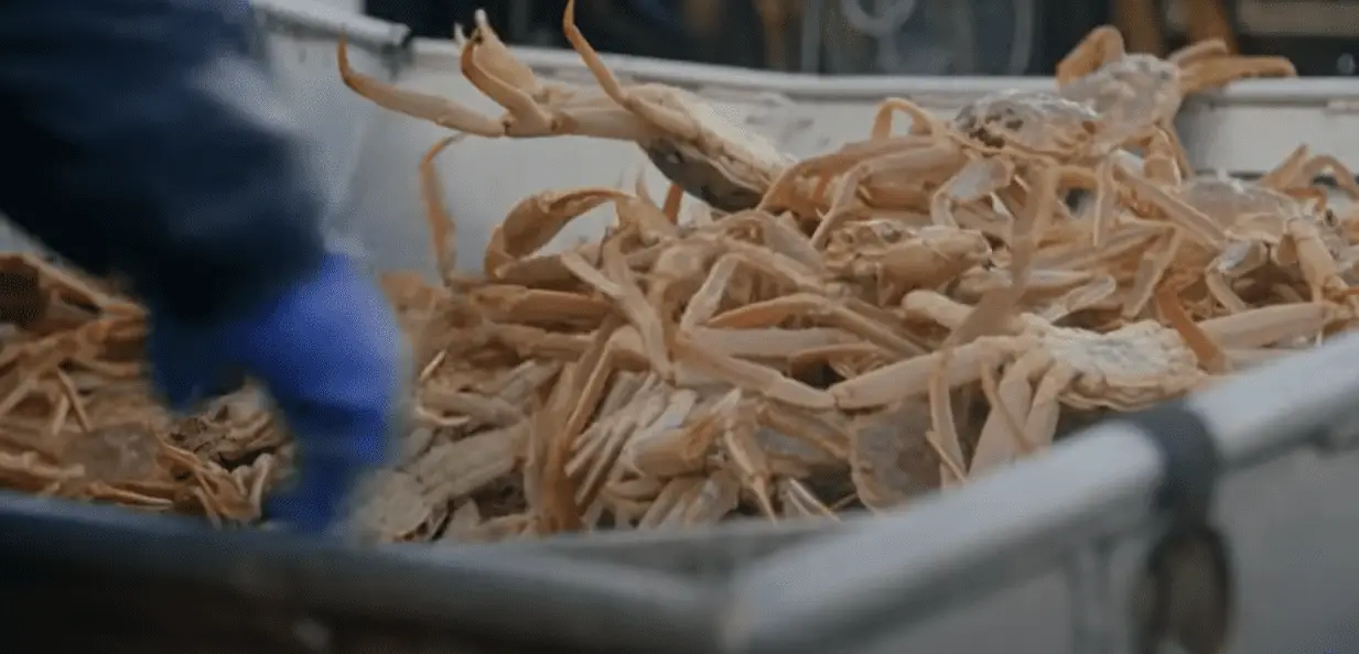 correctly counting crabs on deadliest catch correctly counting crabs on deadliest catch