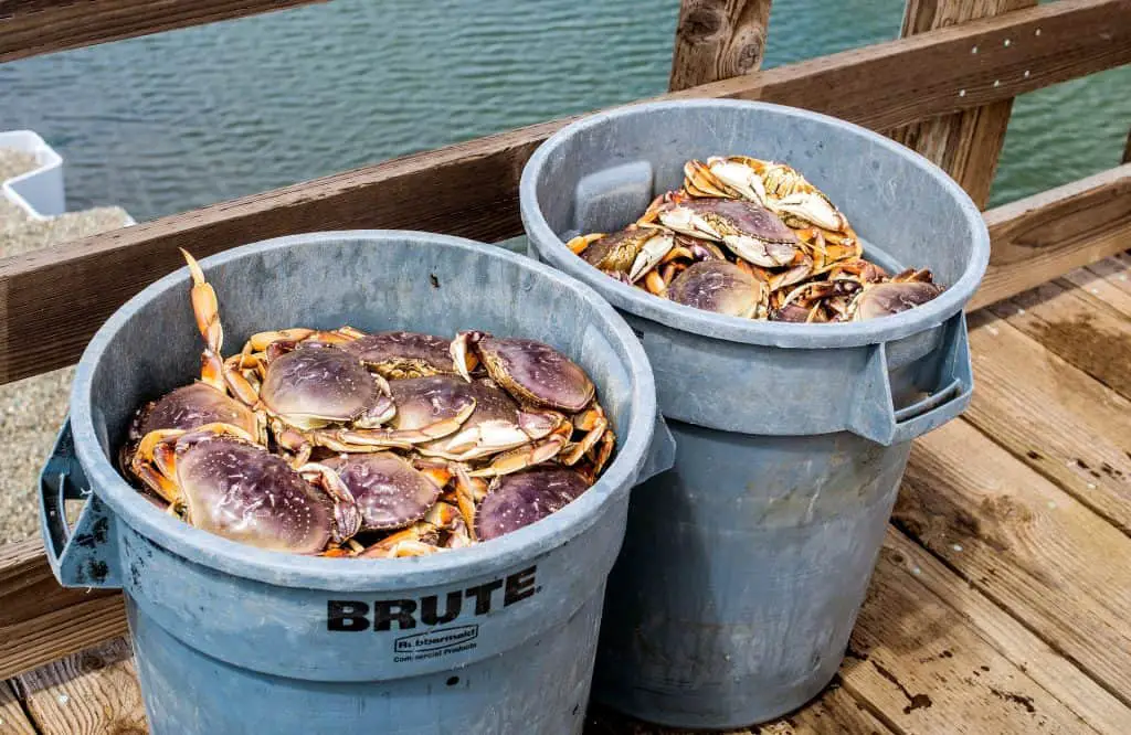 How Much Do Greenhorns Make Crab Fishing? (Salary) Pontooners
