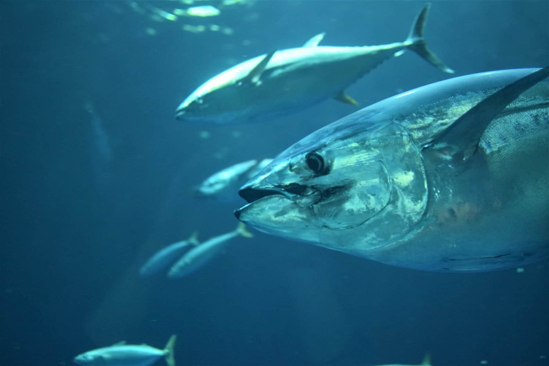 gray tuna gray tuna