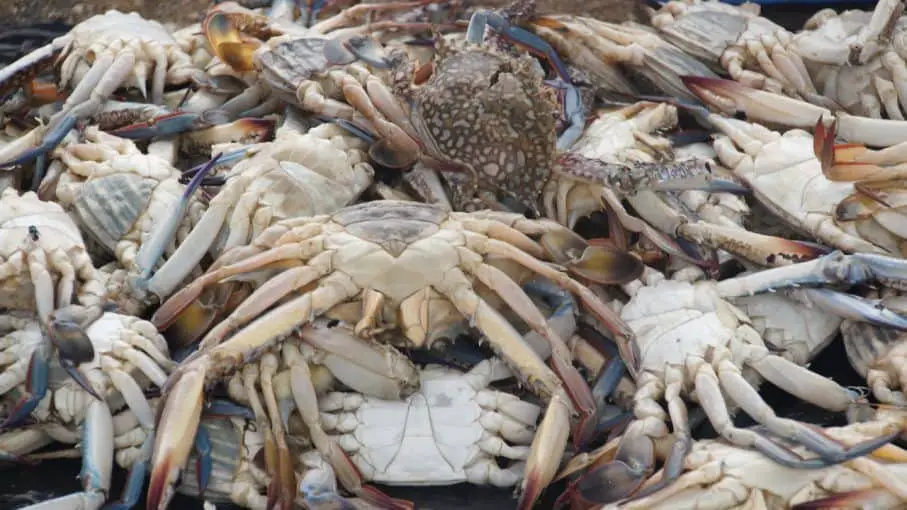 How Much Do Greenhorns Make Crab Fishing? (Salary) Pontooners
