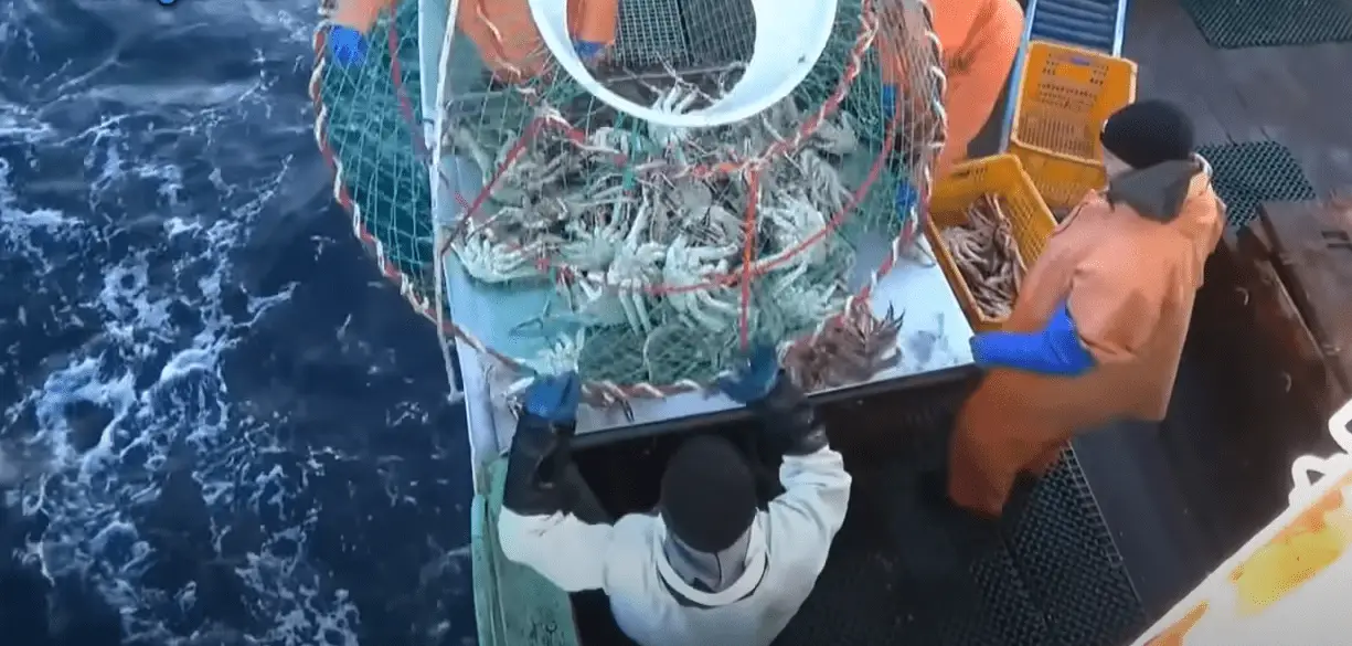 How Do They Count Crab on Deadliest Catch? Pontooners
