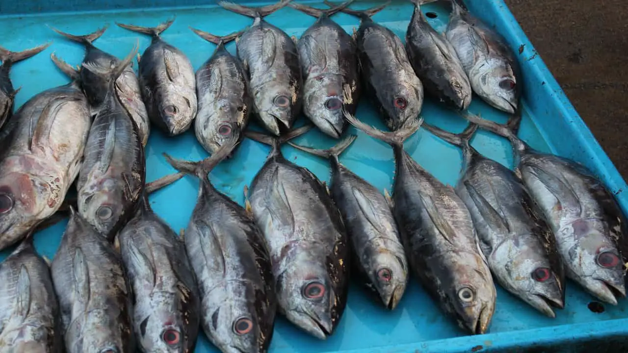 How Much Does a Tuna Boat Cost? (Including Maintenance) Pontooners