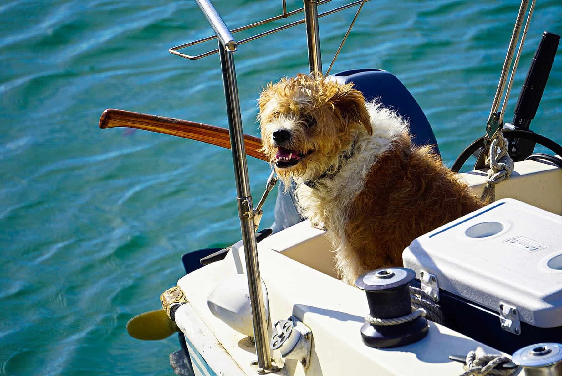 how to travel with a dog on a boat how to travel with a dog on a boat