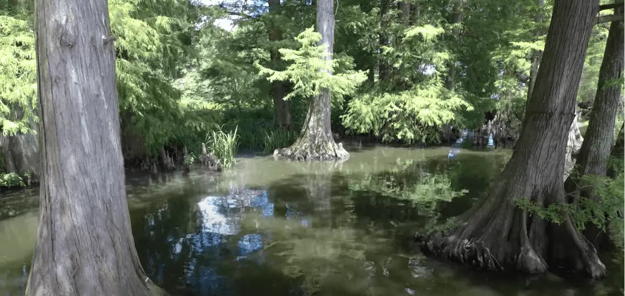 reelfoot lake tennessee reelfoot lake tennessee